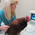 Krankheitssymptome bei Hühnern