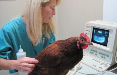 Krankheitssymptome bei Hühnern